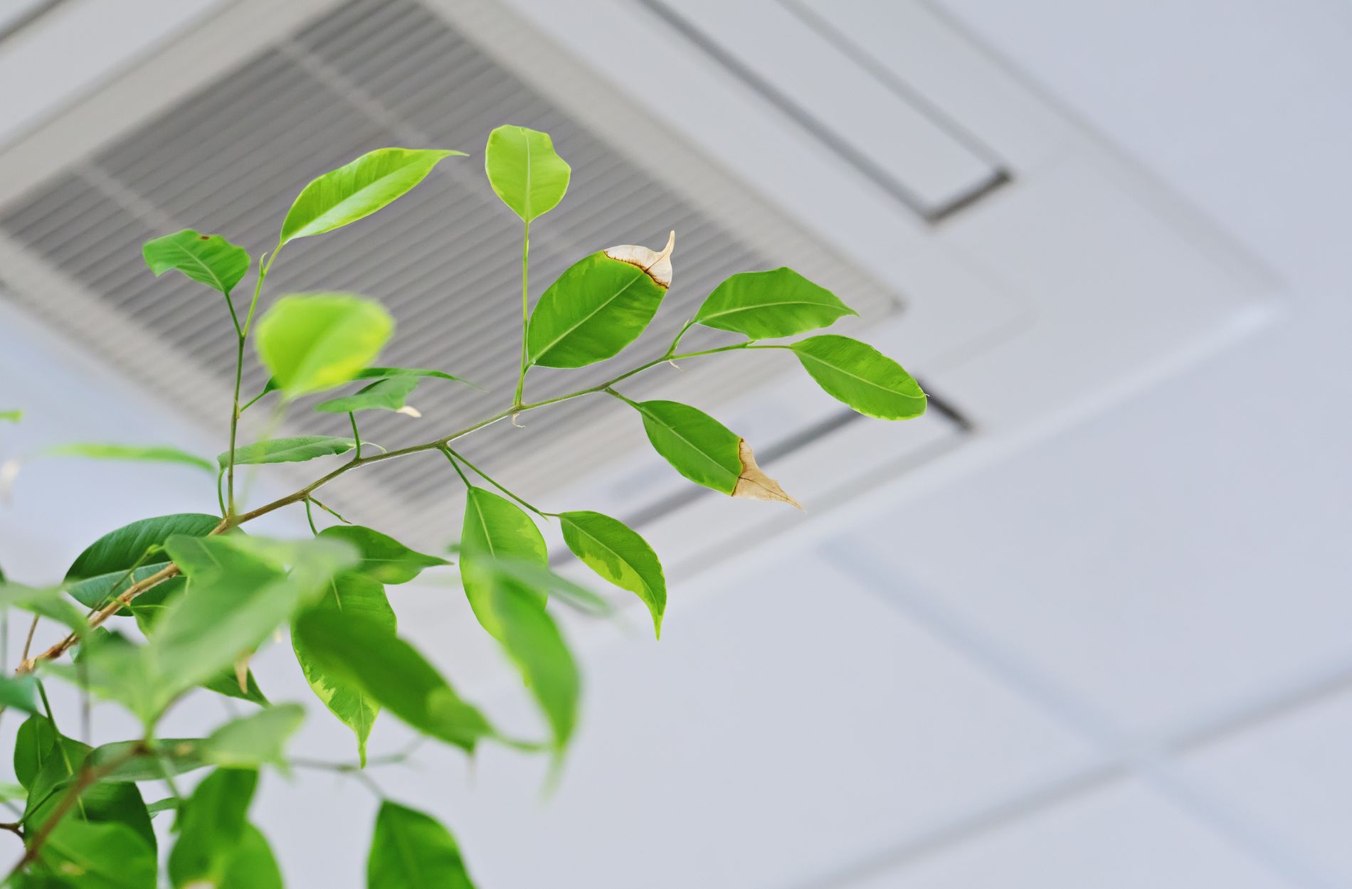 Air Purifier Installation